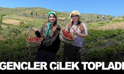 Manisa’da gönüllü gençler çilek hasadında