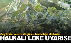 Manisalı üreticiler dikkat! Önlem alınmazsa zararı büyük oluyor!