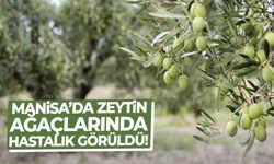 Manisa’da zeytin ağaçlarında hastalık görüldü!