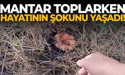 Mantar toplarken hayatının şokunu yaşadı!