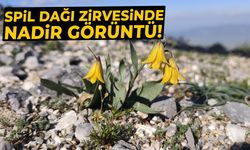 Spil Dağı zirvesinde nadir görüntü!