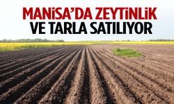 Yunusemre’de zeytinlik ve tarla satılıyor!