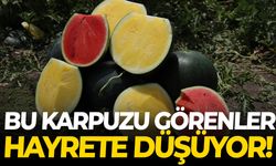 Bu karpuzu görenler hayrete düşüyor!