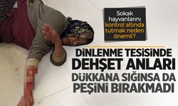 Dinlenme tesisinde köpek kadının kolunu kopardı! Saldırının ardından yaptığı şok etti...
