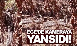 Ege’de görüntülendi... Isırdığı yeri çürütüyor!