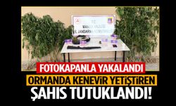 Fotokapanla yakalandı! Manisa’da ormanda kenevir yetiştiren şüpheli tutuklandı