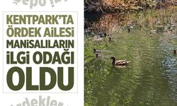 Kentpark'ta ördek ailesi ilgi odağı oldu