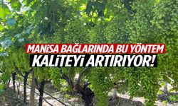 Manisa bağlarında bu yöntem kaliteyi artırıyor!