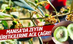 Manisa’da büyük tehlike: Zeytin üreticileri için kritik uyarı geldi!