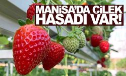 Manisa’da çilek hasadı var... Ücretsiz servisler kaldırılacak!