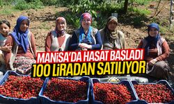 Manisa'da hasat başladı! 100 liradan satılıyor!