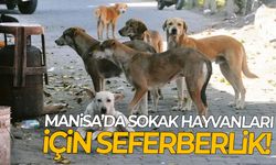 Manisa’da sokak hayvanları için seferberlik!