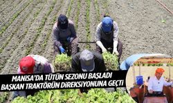 Manisa’da tütün sezonu başladı! Başkan traktörün direksiyonuna geçti!
