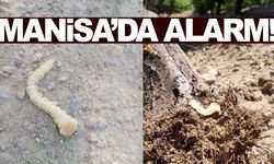 Manisa’da alarm... Kiraz, erik, kayısı, badem ve şeftali ağaçlarını etkiliyor!