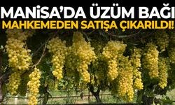 Manisa’da üzüm bağı mahkemeden satışa çıkarıldı!