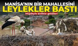Manisa’nın bir mahallesini leylekler bastı!