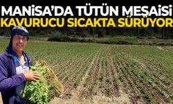 Manisa’da tütün mesaisi kavurucu sıcakta sürüyor