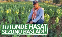 Manisa’da tütün üreticileri tarlaya indi