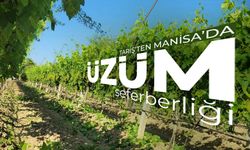 Tariş'ten Manisa'da üzüm seferberliği