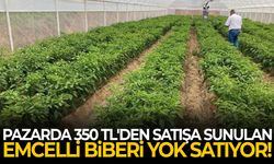 Pazarda 350 TL'den satışa sunulan Emcelli biberi yok satıyor!