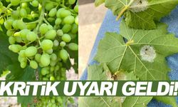 Manisalı bağcılar dikkat... Kritik uyarı geldi!