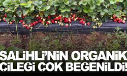 Salihli’nin organik çileği sofraların gözdesi oldu