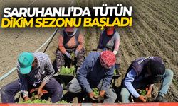 Saruhanlı’da tütün dikim sezonu başladı