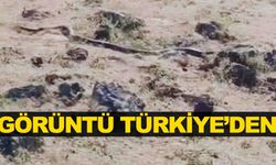 Görüntü Türkiye’den… Tüyler ürpertti… 3 metre uzunluğunda!
