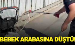 Şaşkına çeviren olay! Ağaçtan bebek arabasına yılan düştü