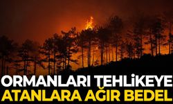 Ormanları tehlikeye atanlara ağır bedel