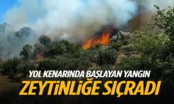 Yol kenarında başlayan yangın zeytinliğe sıçradı