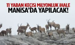 11 yaban keçisi için ihale kararı! Manisa'da yapılacak