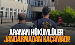 Aranan hükümlüler jandarmadan kaçamadı!