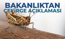 Bakanlıktan 'çekirge' açıklaması