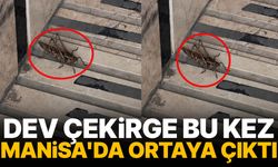 Dev çekirge bu kez Manisa'da ortaya çıktı