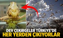 Dev çekirgeler Türkiye'de... Her yerden çıkıyorlar!