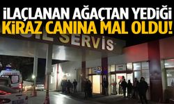 İlaçlanan ağaçtan yediği kiraz canına mal oldu!