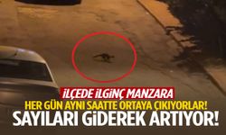 İlçede şaşırtan manzara: Her gün aynı saatte ortaya çıkıyorlar!