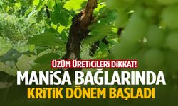 Manisa bağlarında kritik dönem başladı!