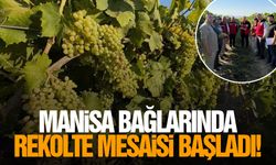 Manisa bağlarında rekolte mesaisi başladı!