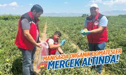 Manisa’da organik domatesler mercek altında!