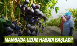 Manisa'da üzüm hasadı başladı!