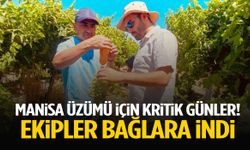 Manisa’da üzüm için kritik süreç başladı… Ekipler bağlara indi!