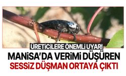 Manisa’da verimi düşüren sessiz düşman ortaya çıktı!