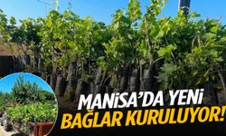 Manisa’da yeni bağlar kuruluyor!