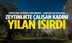Manisa’da zeytinlikte çalışan kadını yılan ısırdı!
