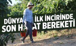Manisa'dan çıkıyor... Dünyanın ilk incirinde son hasat bereketi