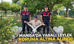 Manisa’da yaralı bulunan leylek koruma altına alındı!