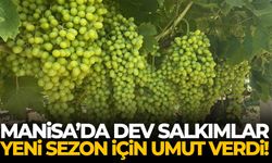 Manisa’da dev salkımlar yeni sezon için umut verdi!