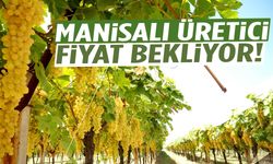 Manisalı üretici fiyat bekliyor!